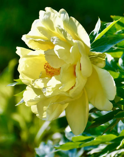 Over 5 Colors-Colorful Chinese Peony Flower