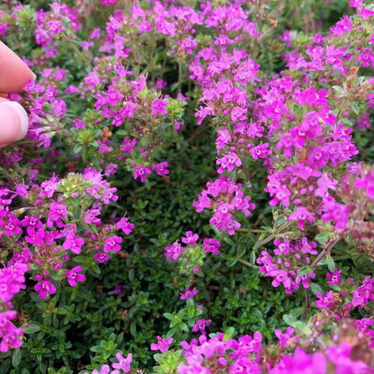 ✨ The Magical Fairy Garden of Your Dreams✨Creeping Thyme Seeds - A926