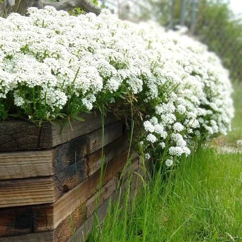 ✨ The Magical Fairy Garden of Your Dreams✨Creeping Thyme Seeds - A926