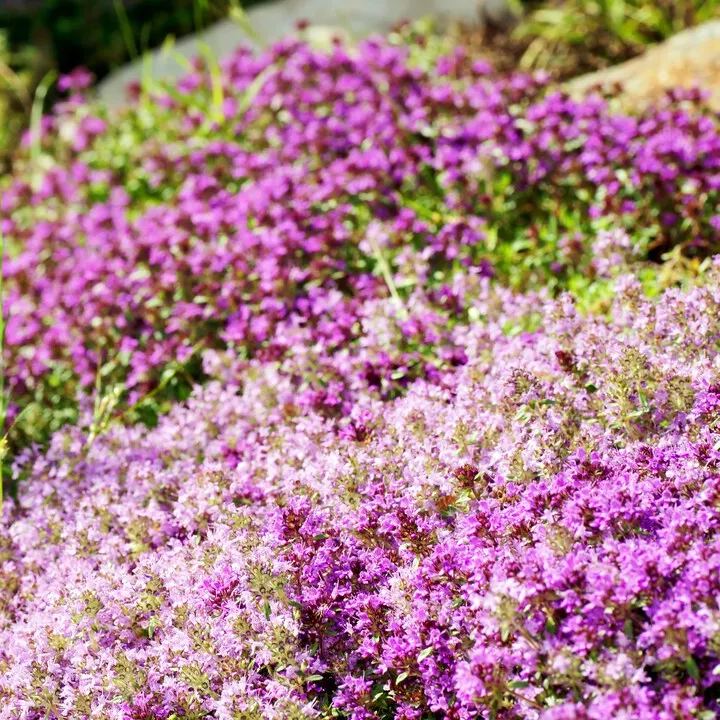 ✨ The Magical Fairy Garden of Your Dreams✨Creeping Thyme Seeds - A926