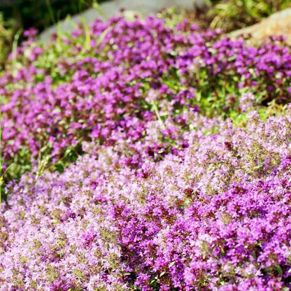 ✨ The Magical Fairy Garden of Your Dreams✨Creeping Thyme Seeds - A926