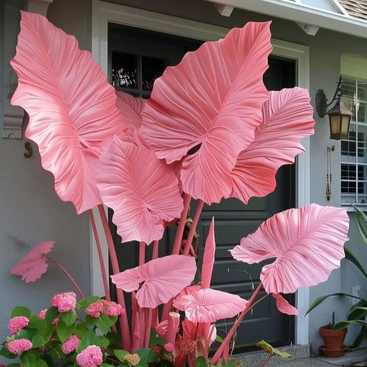 🌸Giant Alocasia🍃Transform Your Space with Tropical Majesty-ABB8