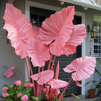 Blush Coral