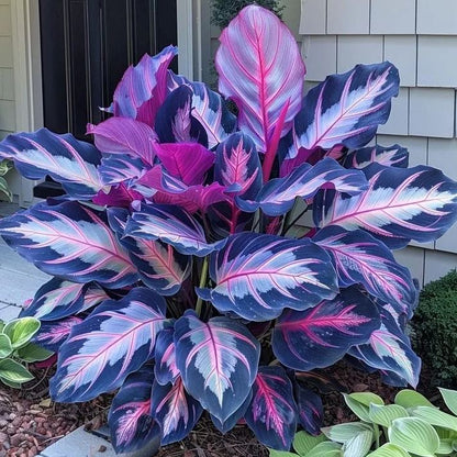 🌟🌈 Colorful Hosta Bulbs — 🌿Bring Shade Gardens to Life - A926