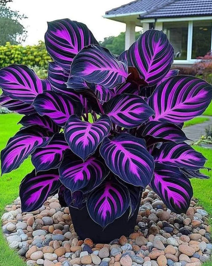 🌟🌈 Colorful Hosta Bulbs — 🌿Bring Shade Gardens to Life - A926
