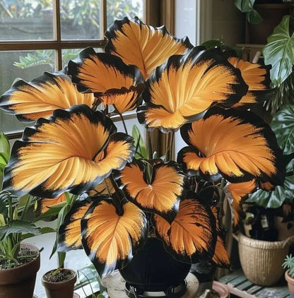 🌟🌈 Colorful Hosta Bulbs — 🌿Bring Shade Gardens to Life - A926