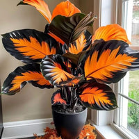 Orange🚨