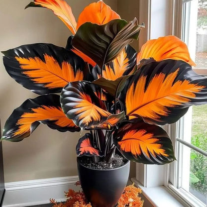 🌟🌈 Colorful Hosta Bulbs — 🌿Bring Shade Gardens to Life - A926
