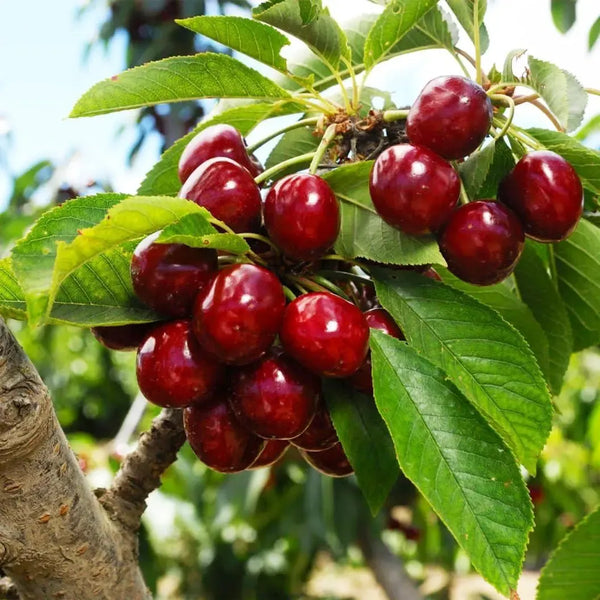 Cherry Tree Seeds – Turn Your Garden into a Sweet, Seasonal Paradise 🍒-XA