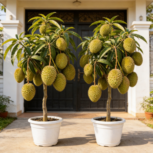 🔥 65K+ SOLD! 🌿 Grow Your Own Tropical Jungle: The Legendary Durian! -923