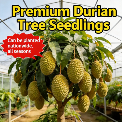 🔥 65K+ SOLD! 🌿 Grow Your Own Tropical Jungle: The Legendary Durian! -923