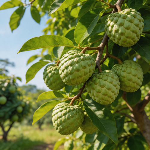 🎁65K+ SOLD! 🌿Organic Soursop Plant Kit -🏡Farm Fresh, Straight to Your Door -ABB8(E)