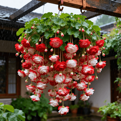 ❀【7 days germination】Last Day Up to 50% OFF💐Rare Weeping Crabapple Flowers Seeds-923