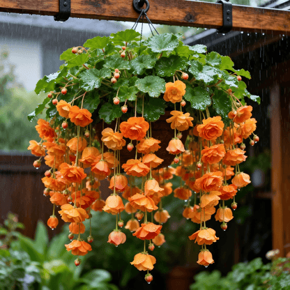 ❀【7 days germination】Last Day Up to 50% OFF💐Rare Weeping Crabapple Flowers Seeds-923