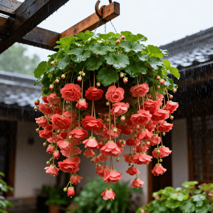 ❀【7 days germination】Last Day Up to 50% OFF💐Rare Weeping Crabapple Flowers Seeds-923