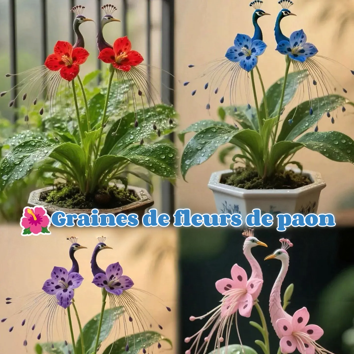 🔥Plus que 3 heures : 50 % de réduction sur les graines de fleurs de paon !🌺 Faciles à cultiver