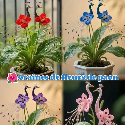 🔥Plus que 3 heures : 50 % de réduction sur les graines de fleurs de paon !🌺 Faciles à cultiver