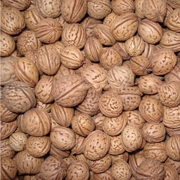 💵🌿Premium Orchard-Grade Peach Seeds🍑- High Survival Rate Fast Growing，Sweet Juicy Fruit，Non-GMO Organic for Home Garden Balcony Indoor Outdoor Planting-INT