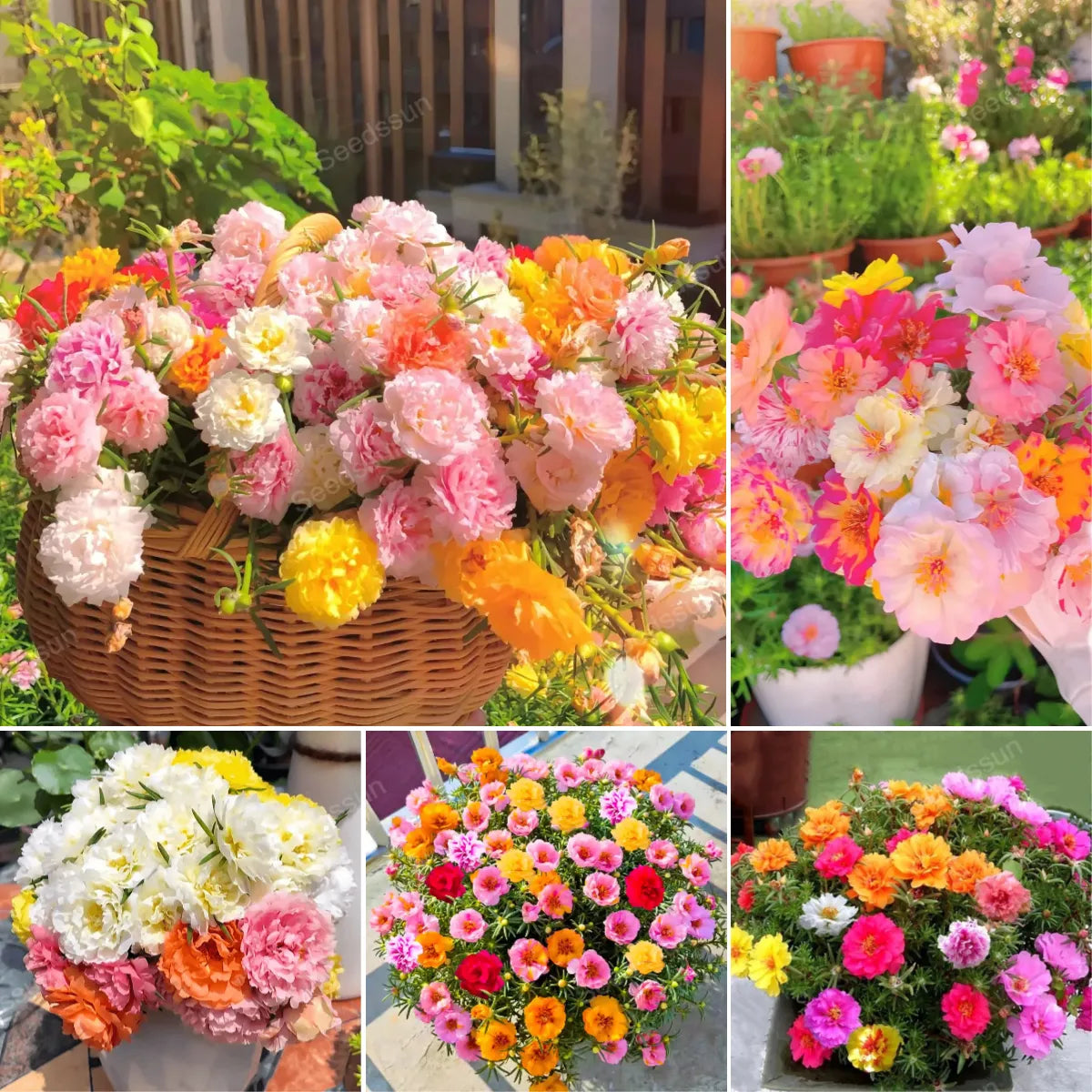 🌸🌹Rare Varieties Moss Rose -Immortal Flower – 🌿Perennial Flower Seeds，Large Flowers ，Easy to Grow-ABB8