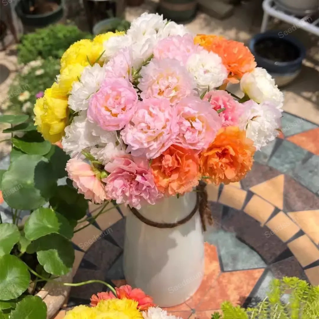 🌸🌹Rare Varieties Moss Rose -Immortal Flower – 🌿Perennial Flower Seeds，Large Flowers ，Easy to Grow-ABB8
