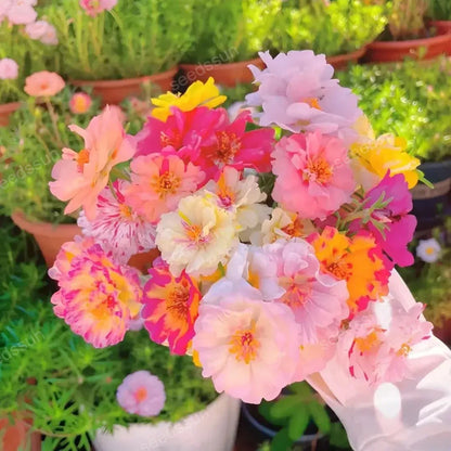 🌸🌹Rare Varieties Moss Rose -Immortal Flower – 🌿Perennial Flower Seeds，Large Flowers ，Easy to Grow-ABB8