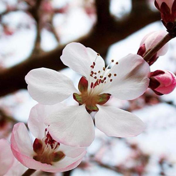 💵🌿Premium Orchard-Grade Peach Seeds🍑- High Survival Rate Fast Growing，Sweet Juicy Fruit，Non-GMO Organic for Home Garden Balcony Indoor Outdoor Planting-INT