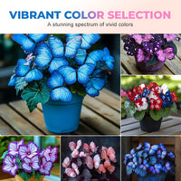 Moonlight Butterfly Mix (All Colors)