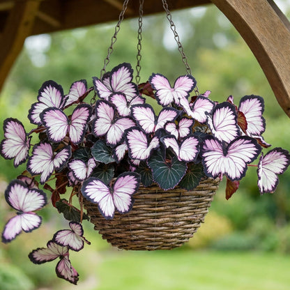 🦋 Whimsical Butterfly Shaped Flower Seeds ✨-GD
