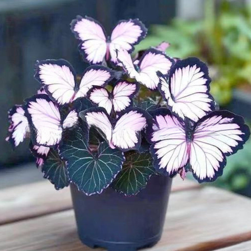 🦋 Whimsical Butterfly Shaped Flower Seeds ✨-GD