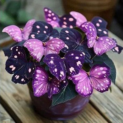 🦋 Whimsical Butterfly Shaped Flower Seeds ✨-GD