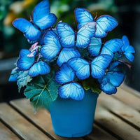 High Blue Moonlight Butterfly