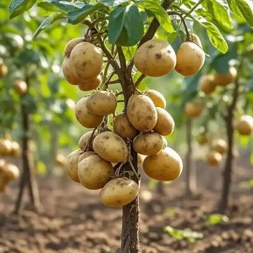 Potato seeds growing on trees🥔Lazy potato Seeds-W18