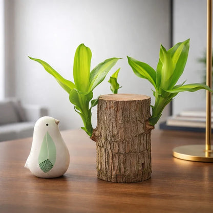 🏆65K+ SOLD!🌿Brazilian lucky trees, bring you luck and increase wealth, mysterious doll with base-TJY