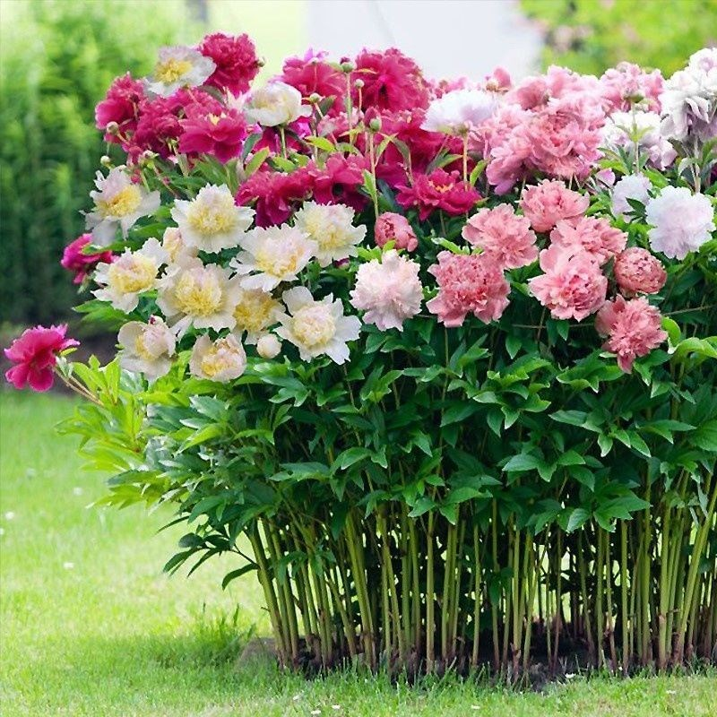 Colorful Peony Flower-Over 5 Colors.