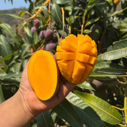🏡Farm Fresh, Straight to Your Door 🥭Homegrown Tropical Mango! -XA