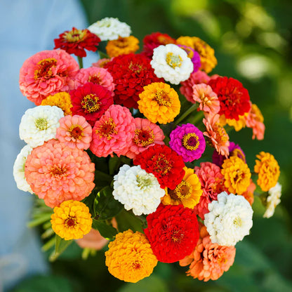 🌸 Spring flowers are preferred🌿Zinnia Seeds - Pure Seeds - No Filler - USA Heirloom Flower Seeds-TJY