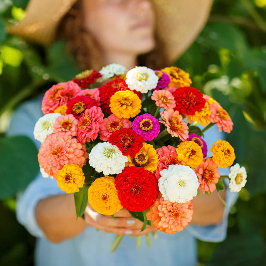 🌸 Spring flowers are preferred🌿Zinnia Seeds - Pure Seeds - No Filler - USA Heirloom Flower Seeds-TJY
